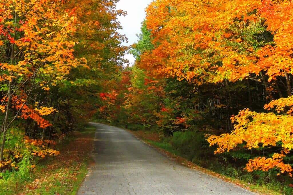  Wunderschöne Hartholz-Ahornbäume während der Herbstlaub-Saison im Woodford State Park