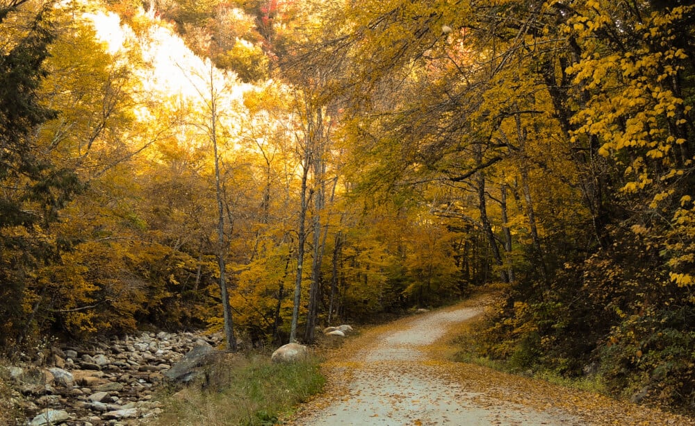 A fall foliage shot of the forest along Kelly Stand Road in Arlington, Vermont