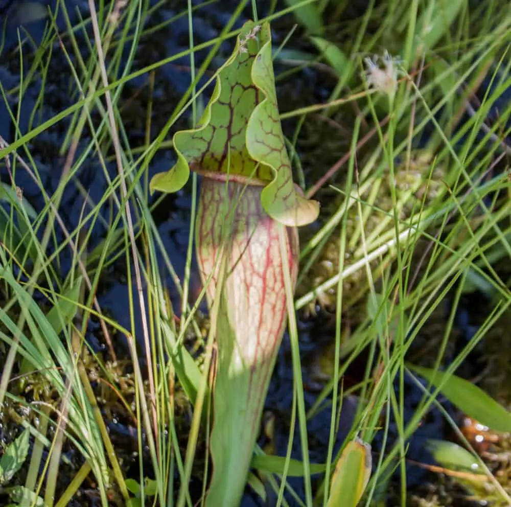 A pitcher plant located in Colchester Bog.