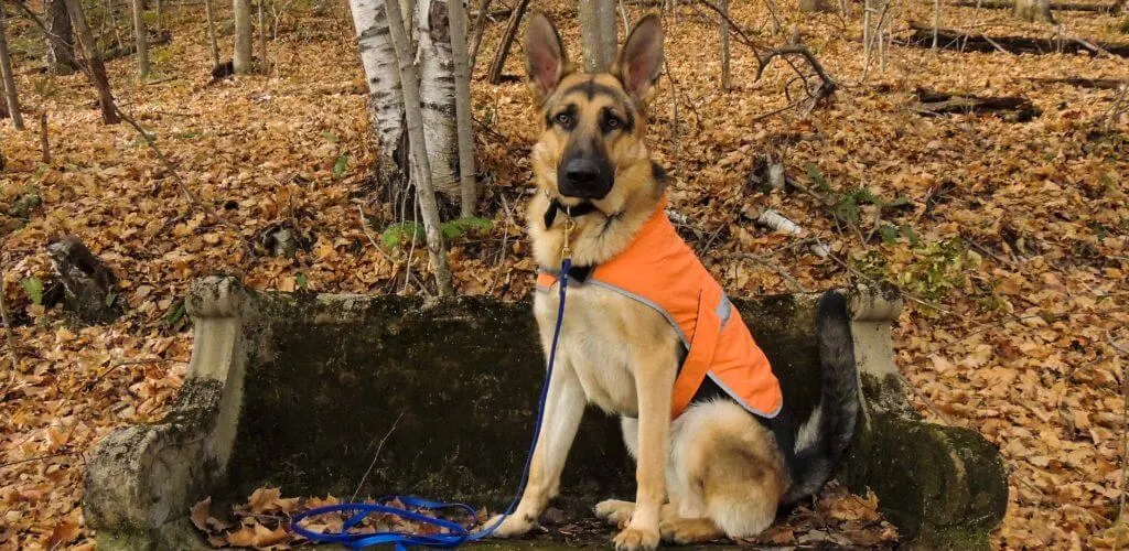 A German Shepherd wears a blaze-orange vest while hiking during hunting season.