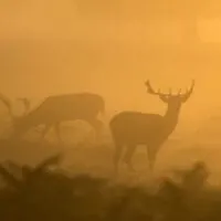 cropped-deer-1082318_1920.jpg