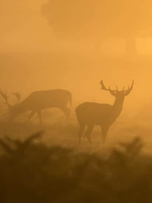 cropped-deer-1082318_1920.jpg