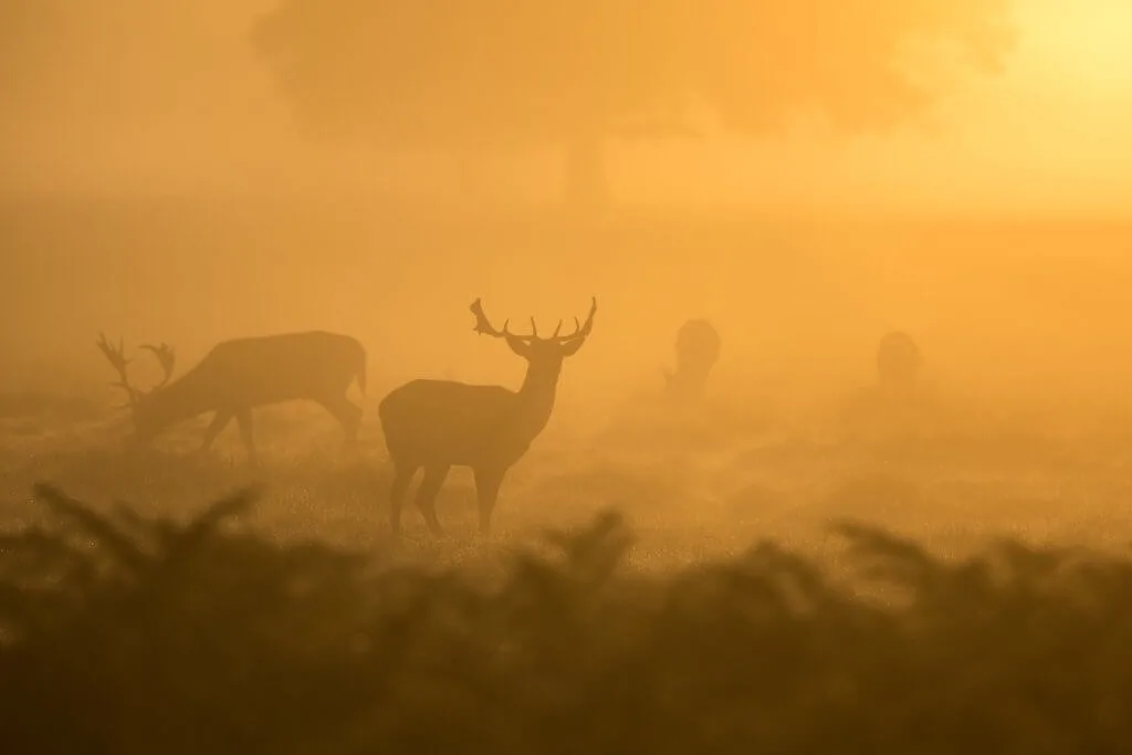 Several deer graze in the sunset during hunting season.