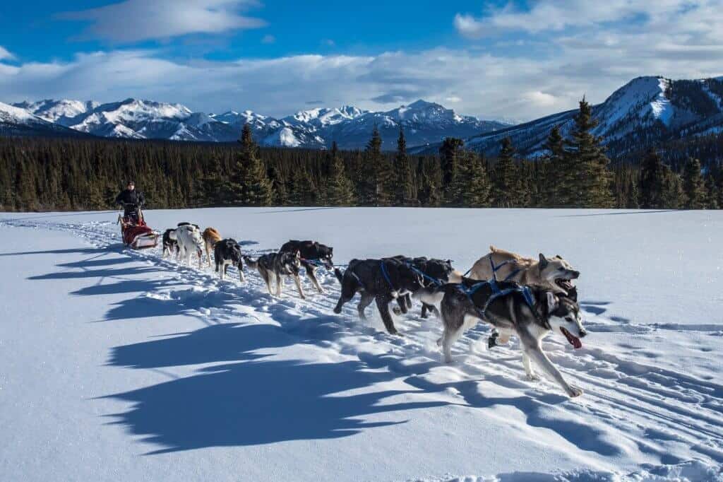 A team of sled dogs runs through the snow with mountains in the background.