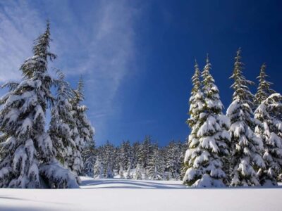 Cut Down a Wild Christmas Tree in Your National Forest