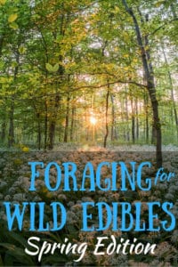 A field of wild ramps with the caption: Foraging for Wild Edibles, Spring Edition