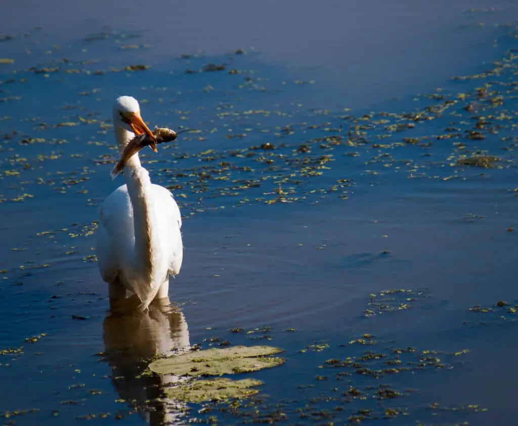 An egret fishing in a swampy wetland