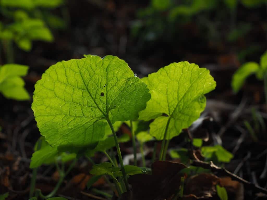 Garlic mustard is a tasty wild edible.
