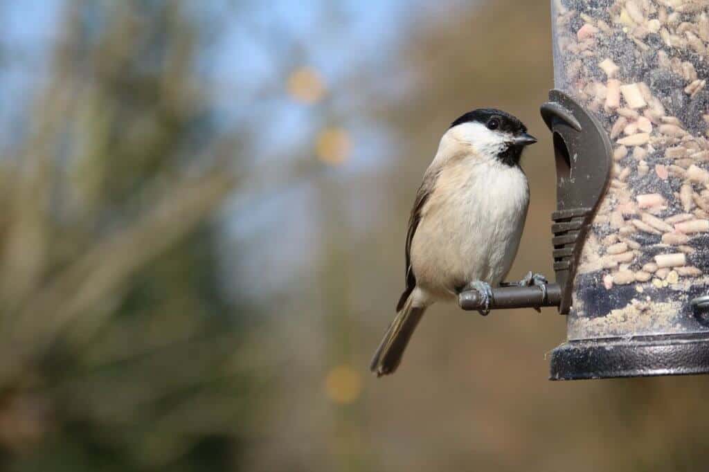 A chickadee eats from a backyard bird feeder.