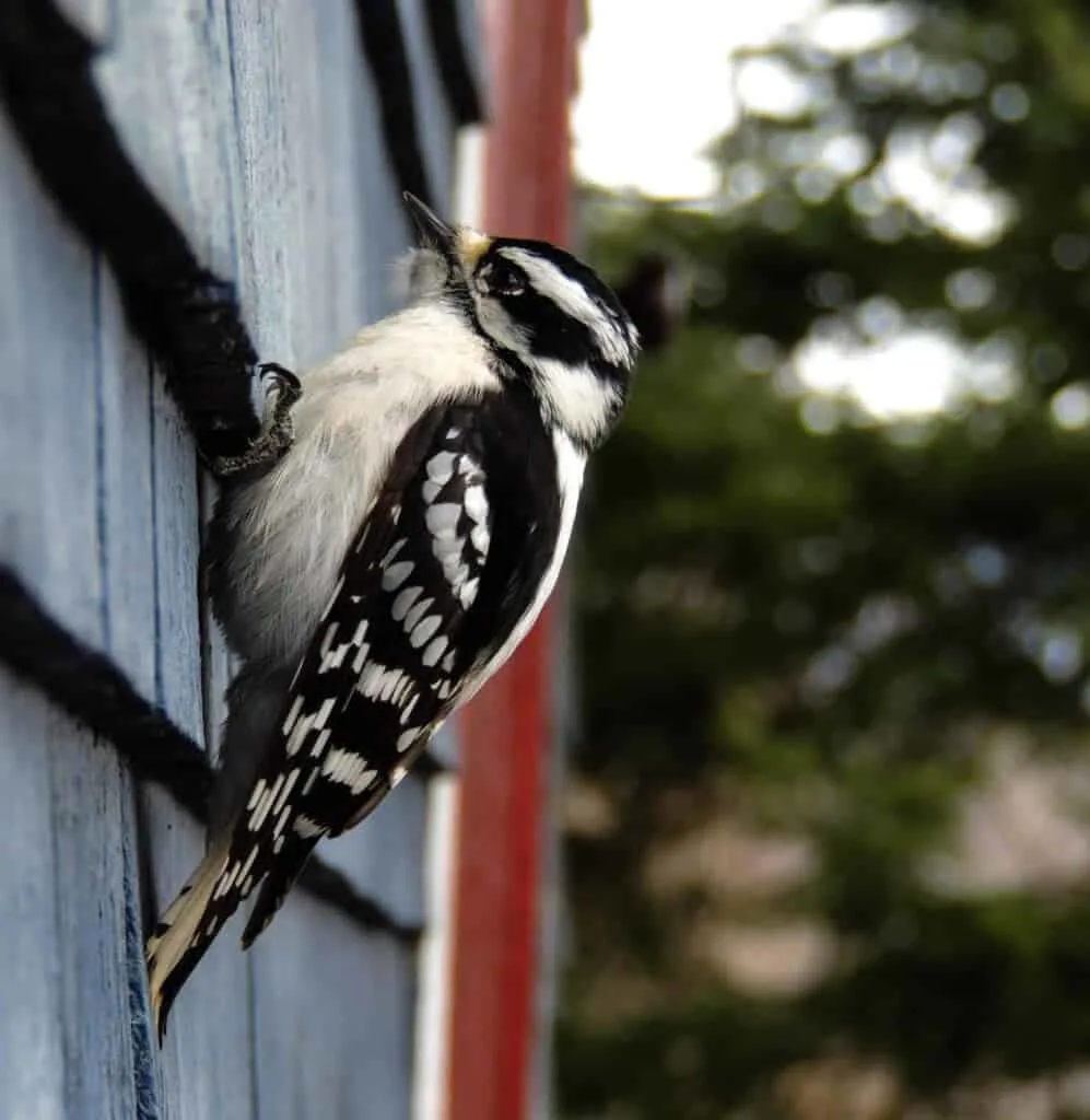 A downy woodpecker on the side of a blue house
