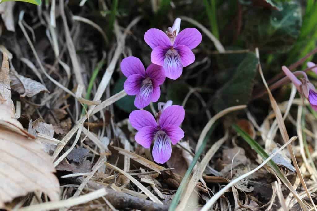 foraging wild edibles wild violet flowers in the spring
