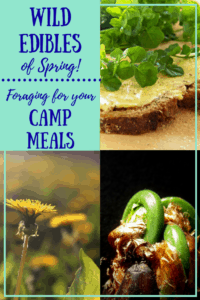 foraging for food A collage of spring wild edibles with the caption: Wild Edibles for Spring, Foraging for Food in the Wild