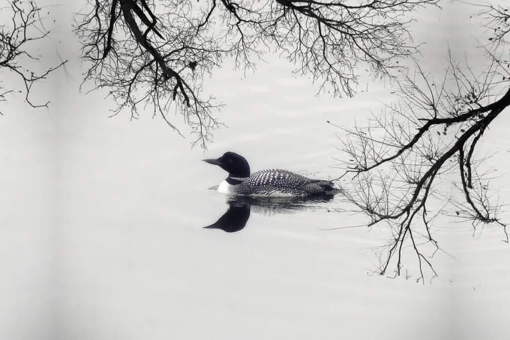 Spring is the best time watch the birds. Here, a lone loon cruises along the shores of a quiet lake in the spring.