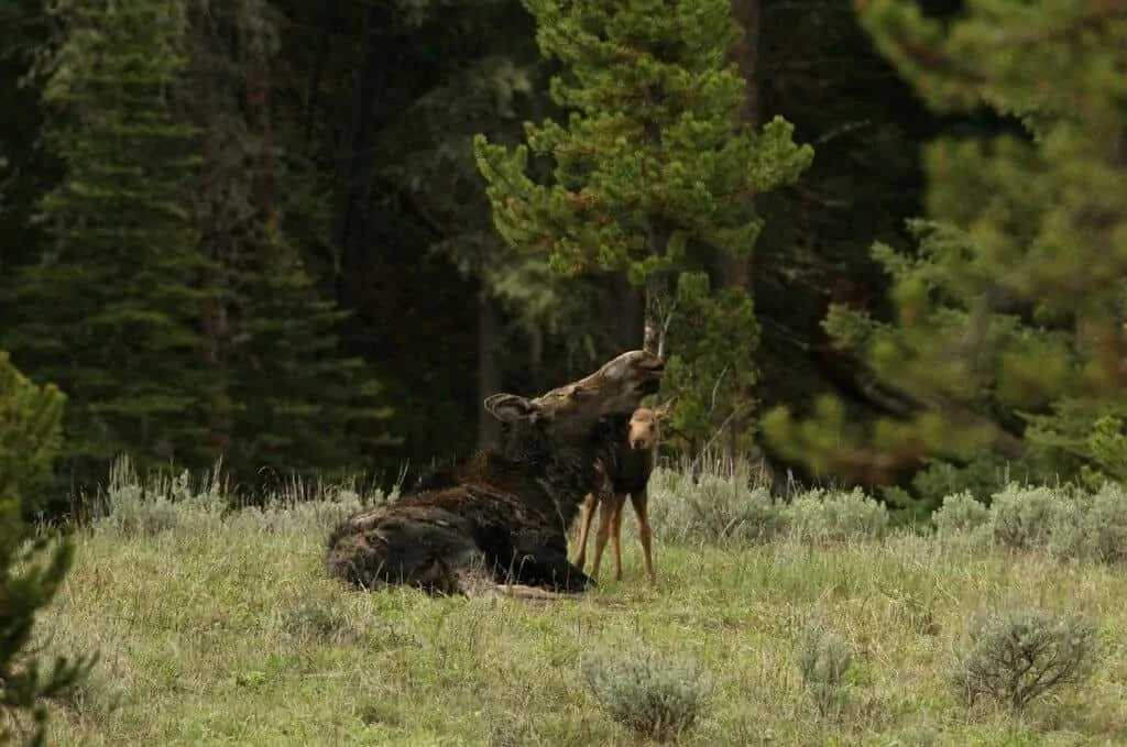 A mother moose and her baby in the woods on a spring camping trip.