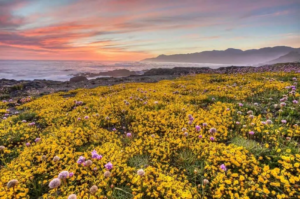 A field of wildflowers and distant mountains on a spring camping trip. 