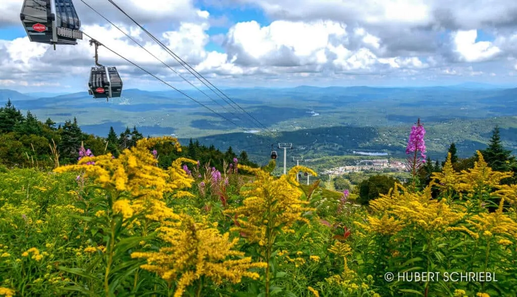 The view from the top of Stratton Mountain, showing the gondola and wildflowers