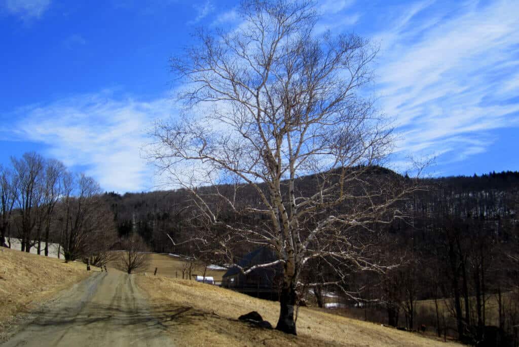 A lone birch tree on the farm road in Merck Forest. Best hikes for kids in Southern Vermont.