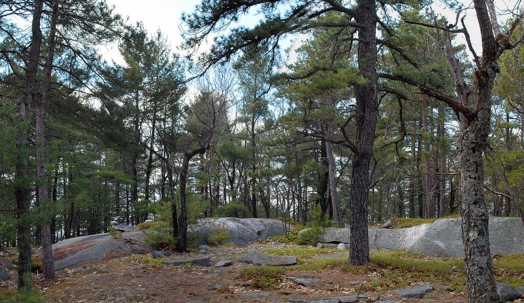 A wooded view of the summit of Black Mountain. Best hikes for kids in southern Vermont