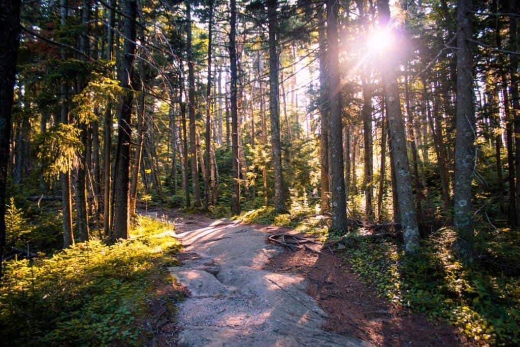 A sunset view of the summit trail in Ascutney State Park. Best hikes for kids in southern Vermont