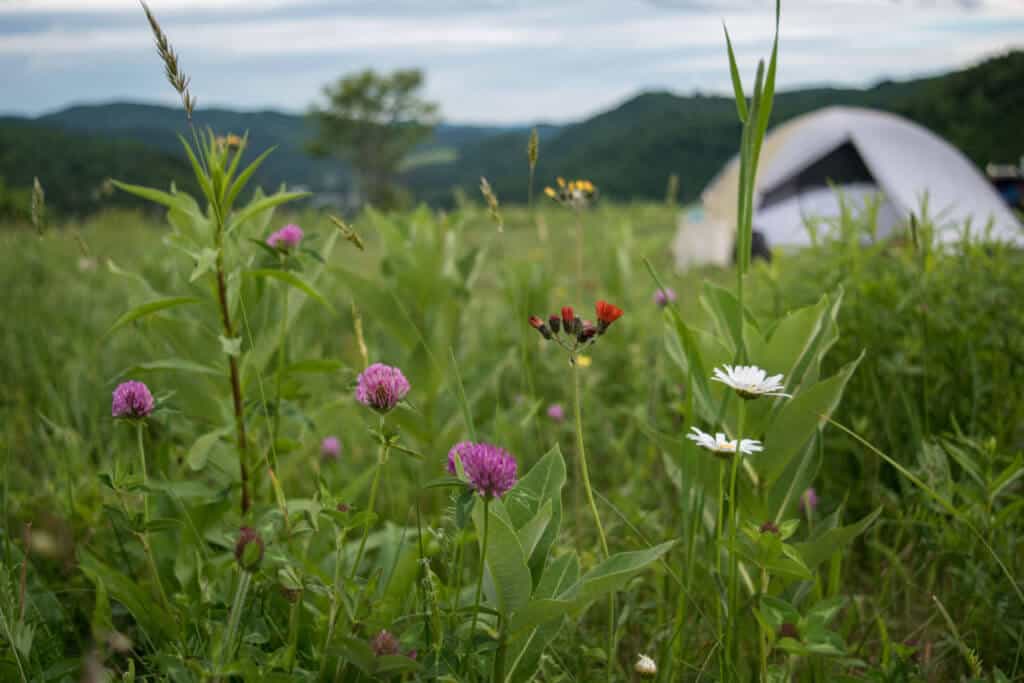 A small tent in a field of wildflowers.