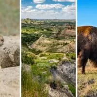 A collage of photos featuring wildlife and hiking in Theodore Roosevelt National Park in North Dakota.