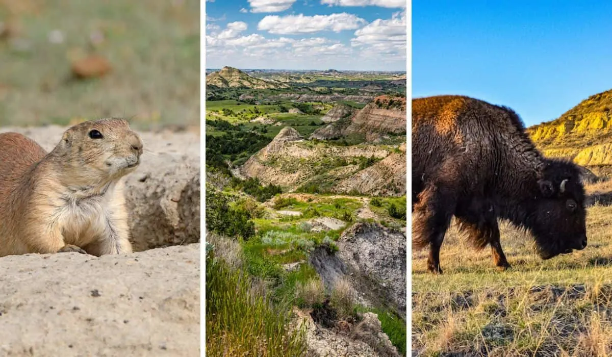 A collage of photos featuring wildlife and hiking in Theodore Roosevelt National Park in North Dakota.