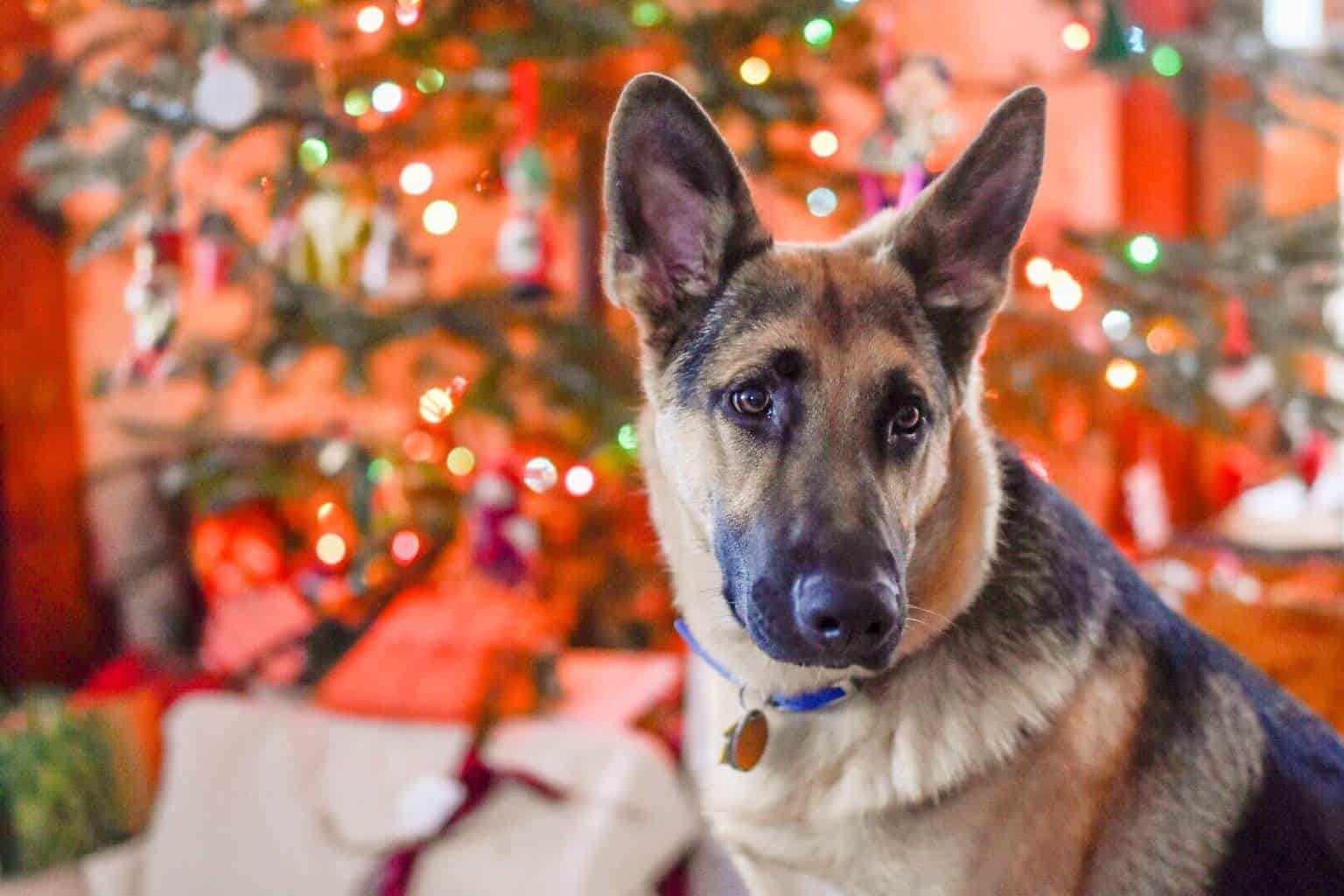 Perfect Gifts for Dogs who Love Adventures
