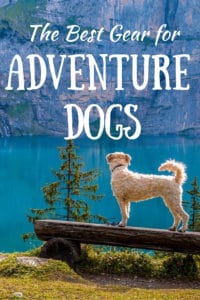 A dog looking out over an alpine lake. Caption: The best gear for Adventure Dogs