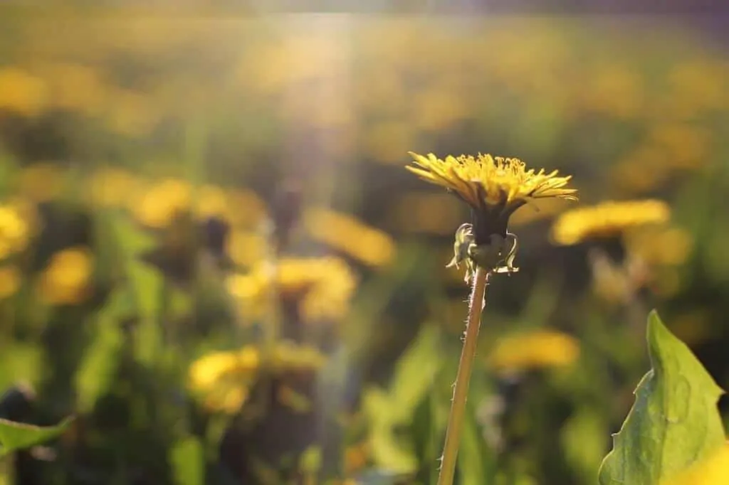 A spring dandelion in a field of grass. 