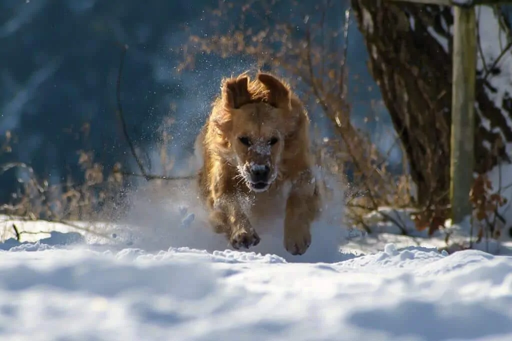 A golden retriever running through the snow
