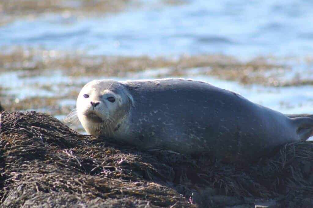 A lone seal relaxing near Fundy National Park in New Brunswick.