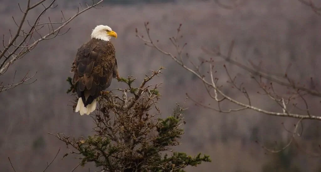 a bald eagle near the Skyline Trail Cape Breton