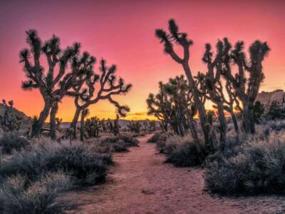 Joshua Tree with Kids: Hiking and Camping Guide