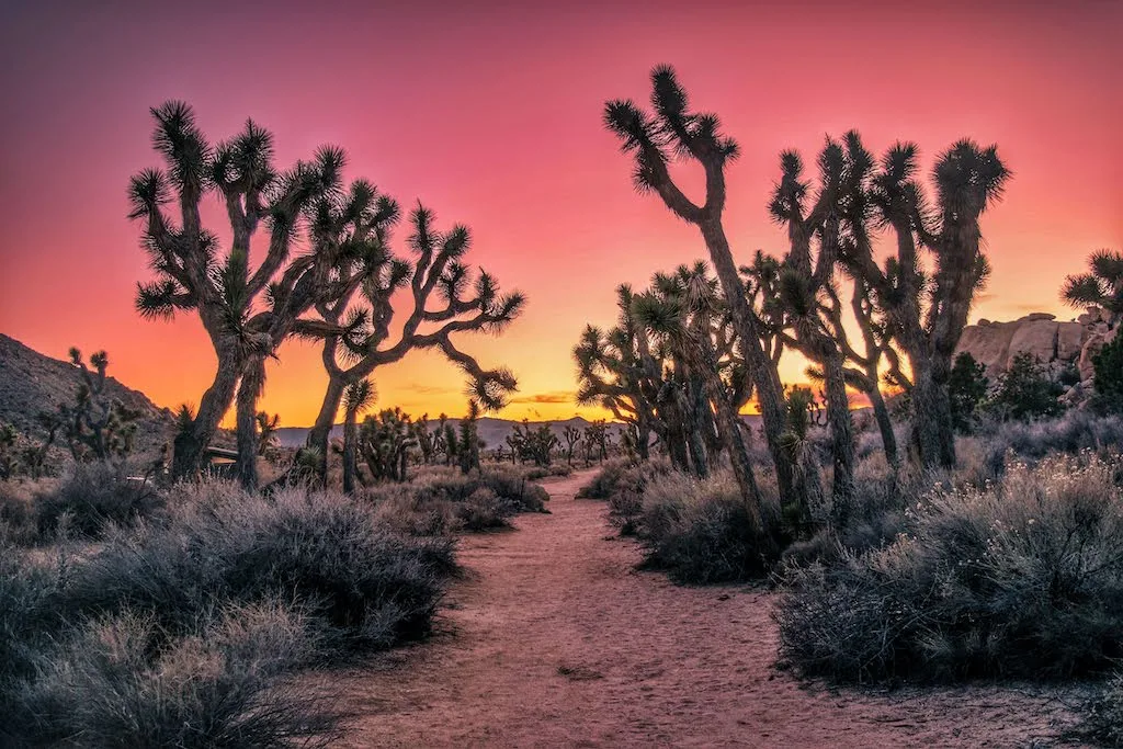 Sunset in Joshua Tree National Park on the Wall Street trail.