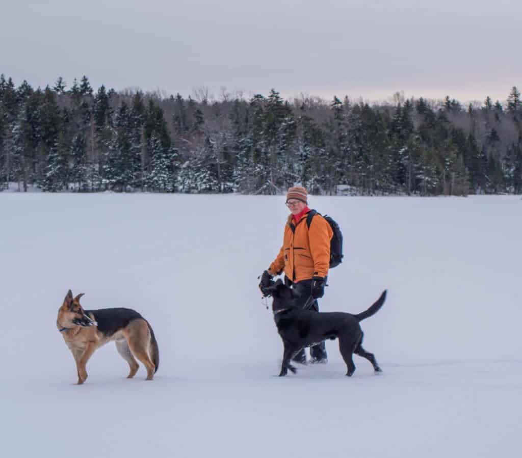 A woman in an orange coat walks through the snow with a German Shepherd and a black lab.