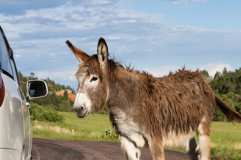 A friendly burro in Custer State Park, South Dakota