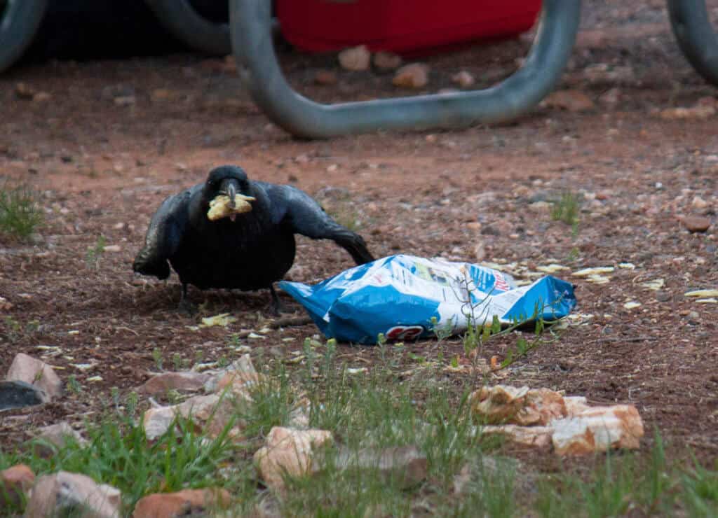 camping etiquette A raven eating potato chips at a campground in the Grand Canyon