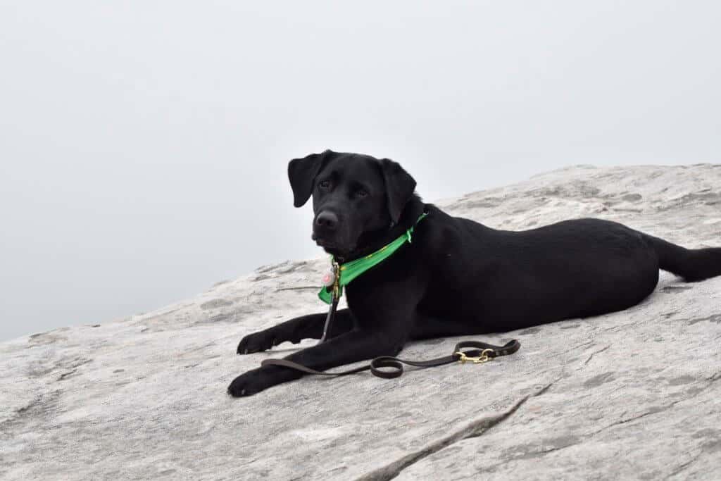 A black lab lying on a boulder in Blowing Rock, NC