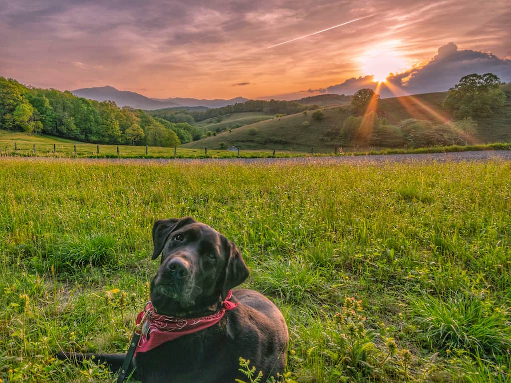 Flynn the black lab lies in the grass as the sun sets over the Blue Ridge Mountains in North Carolina.