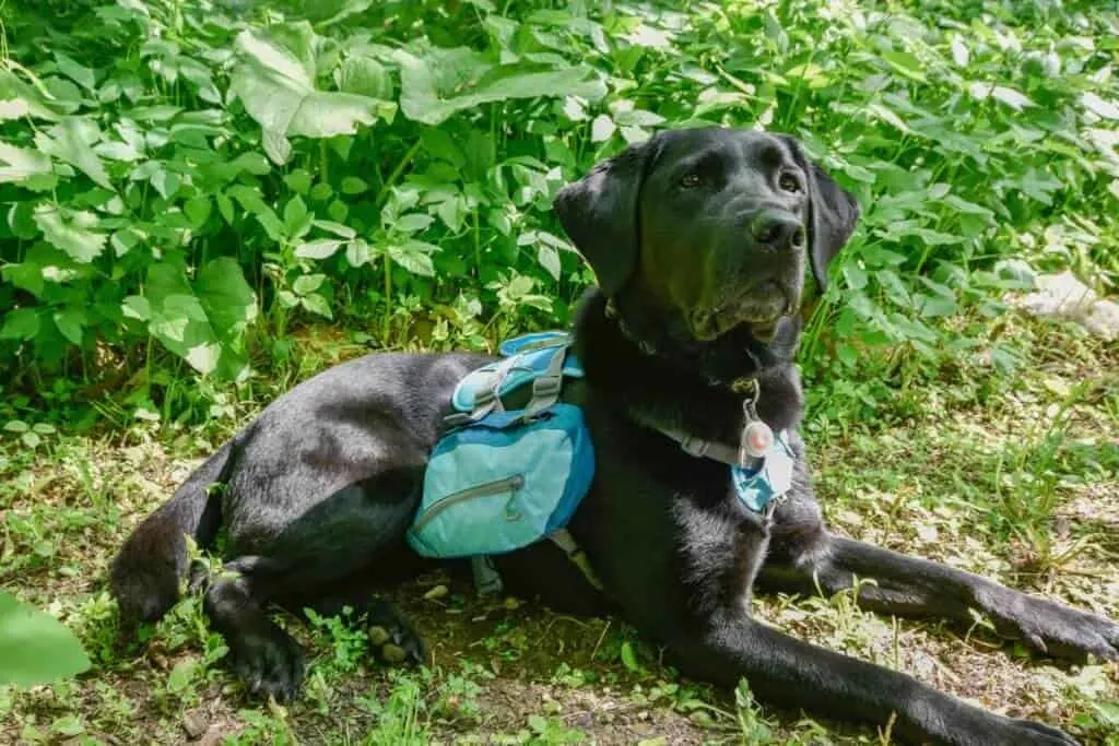 A black Labrador lying in the woods wearing a turquoise backpack