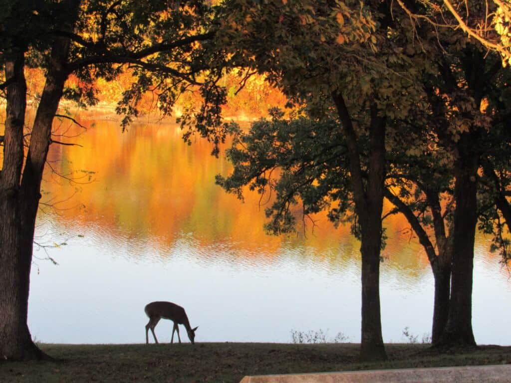 A deer grazes next to a lake in Thousand Hills State Park