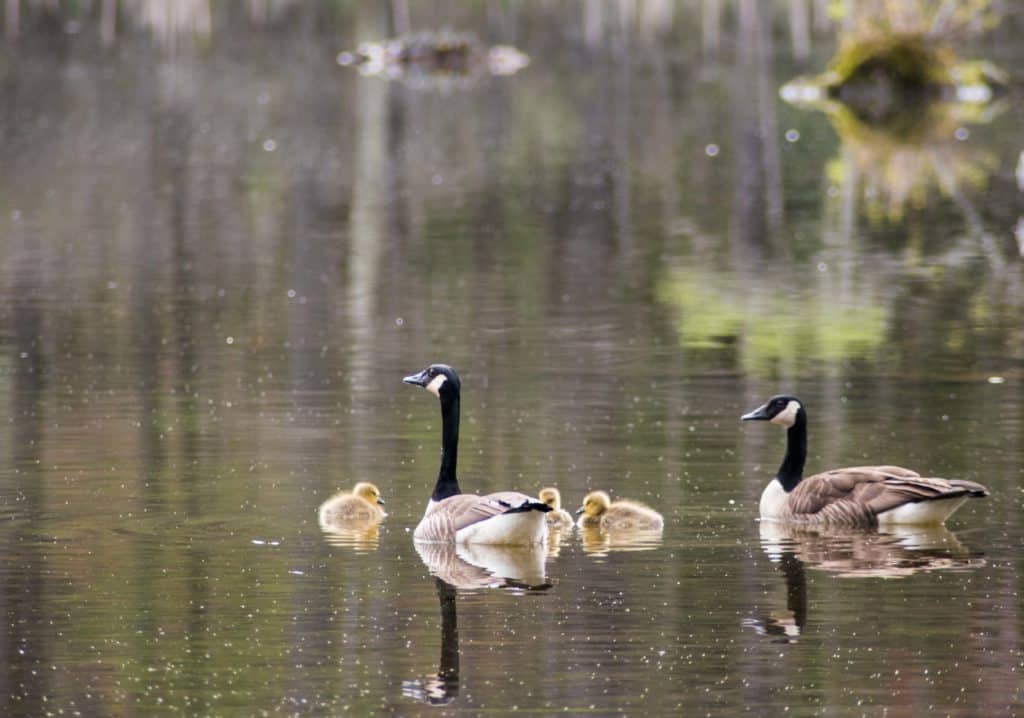 Canada geese with babies at Lake Shaftsbury State Park