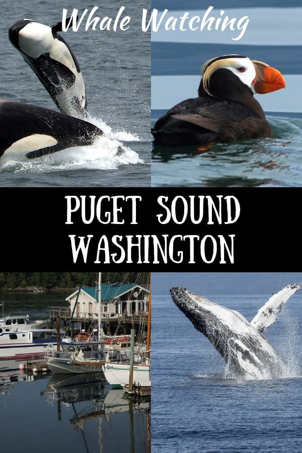 A collage of photos with the caption Puget Sound Whale Watching