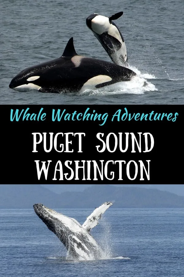 Two photos - one of a killer whale, the other of a humpback whale, with the caption "whale watching adventures in Puget Sound, Washington"