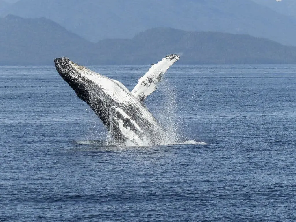 A humpback whale breaching off of Vancouver Island
