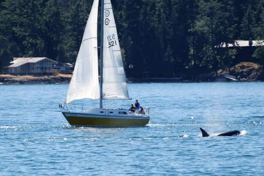 An orca swims next to a sailboat near Friday Harbor