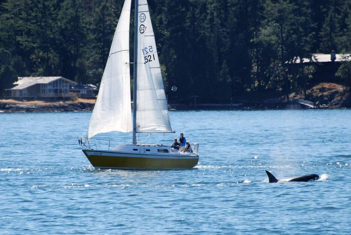 Incredible Puget Sound Whale Watching In Washington