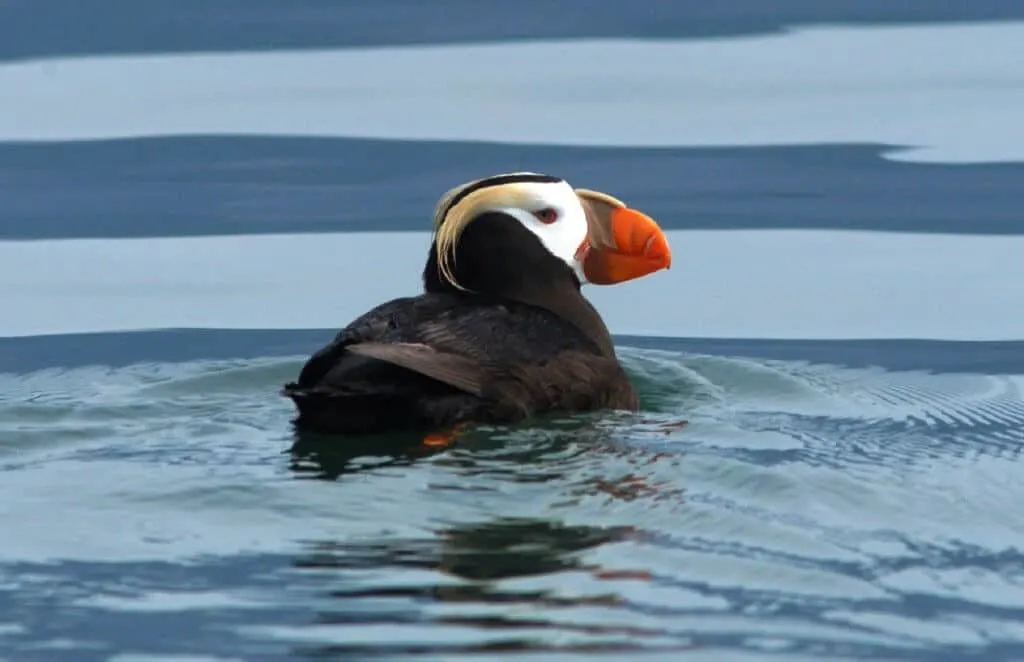 A tufted puffin swimming