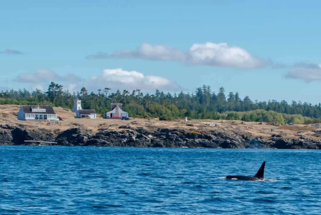 A male Southern Resident Orca - J26, swims off the shore of San Juan Island