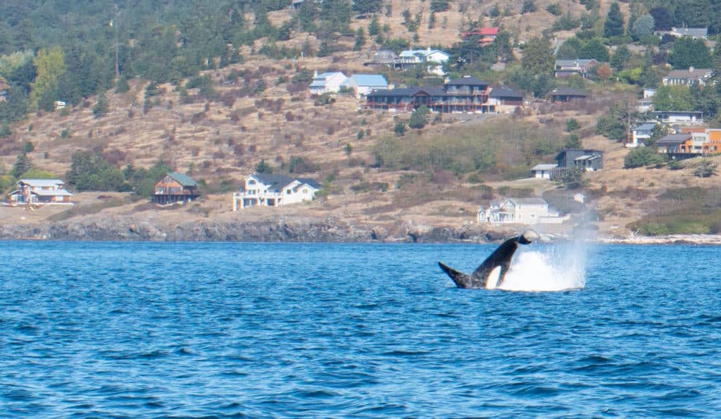 A Southern Resident Orca jumps off the coast of San Juan Island